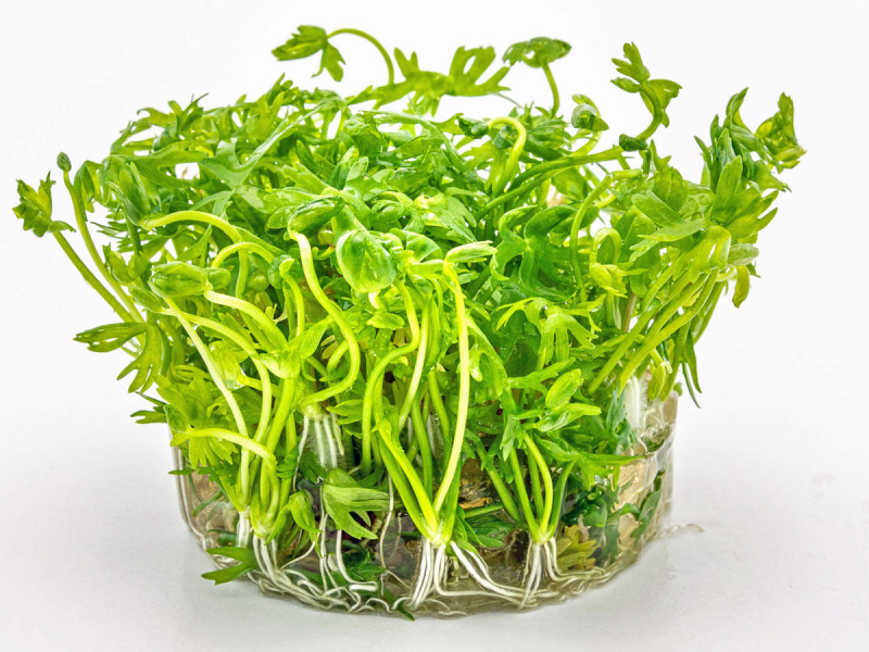 Preview: Fluss-Hahnenfuß - Ranunculus inundatus in vitro